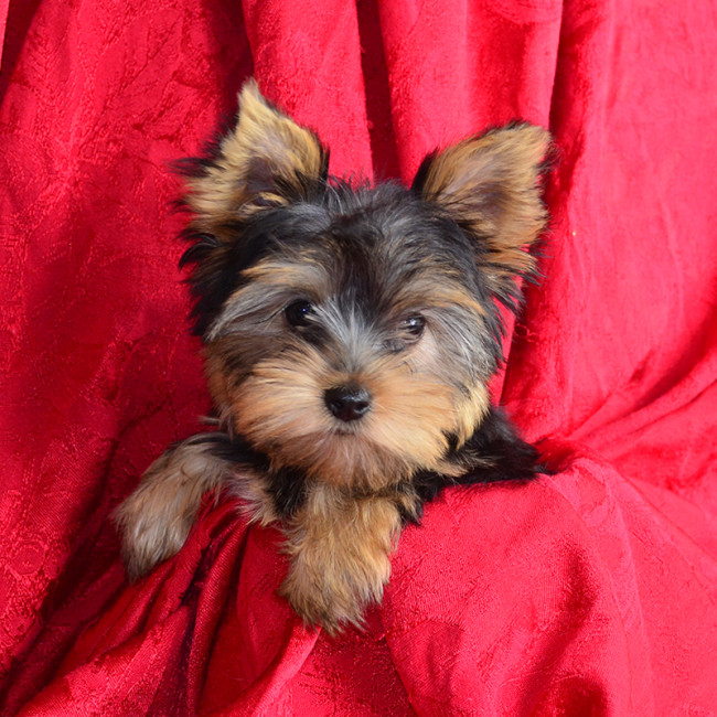 Daisy female yorkie
