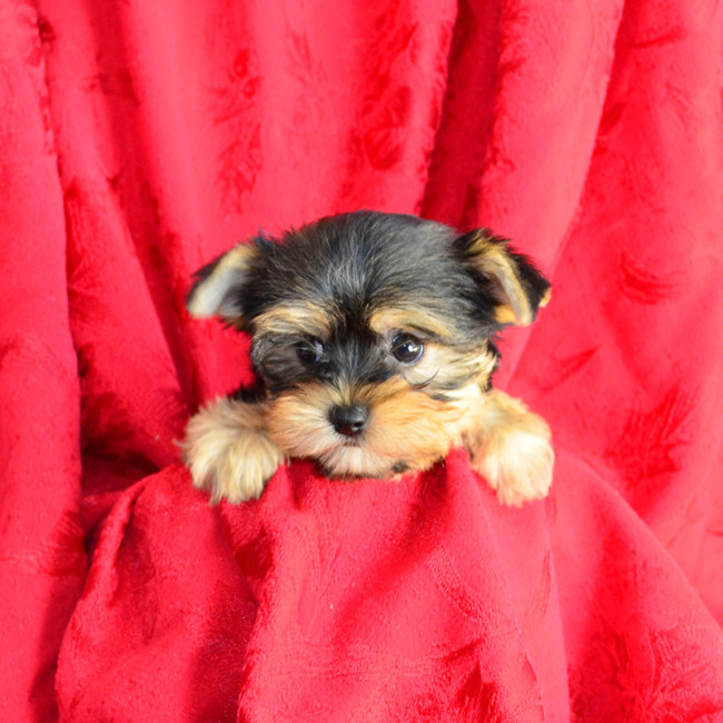 Paris female yorkie