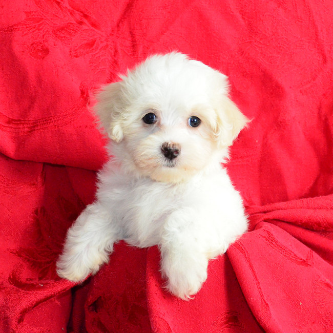 Mia female maltese