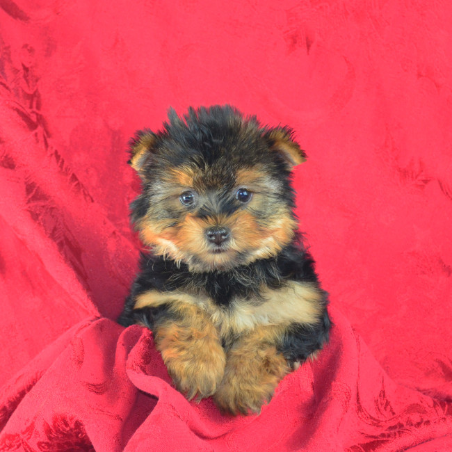 Thumbnail [100%x225]