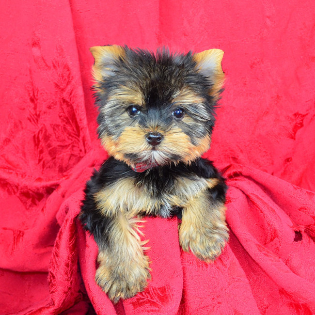 Clyde male yorkie