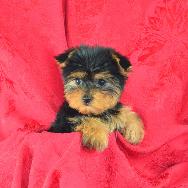 Thumbnail [100%x225]