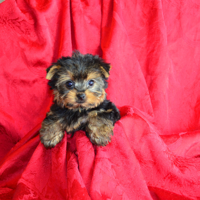Fritz male yorkie