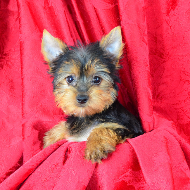 Dixie female yorkie