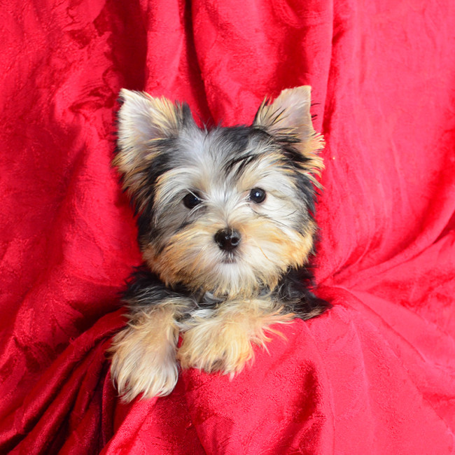 Dumplin female yorkie