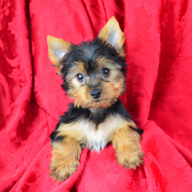 Dinky male yorkie