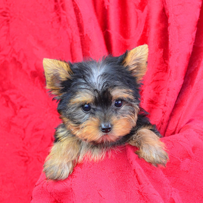 Sadie TEACUP) female yorkie