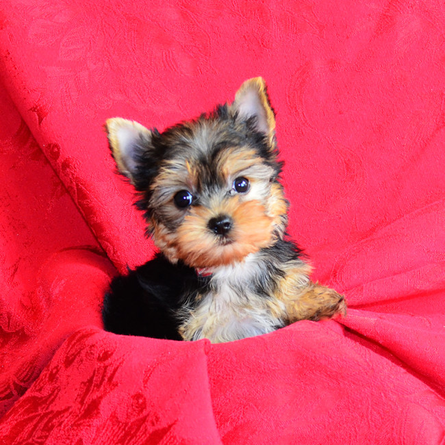 Jewel female yorkie