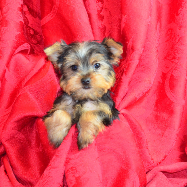 Thumbnail [100%x225]