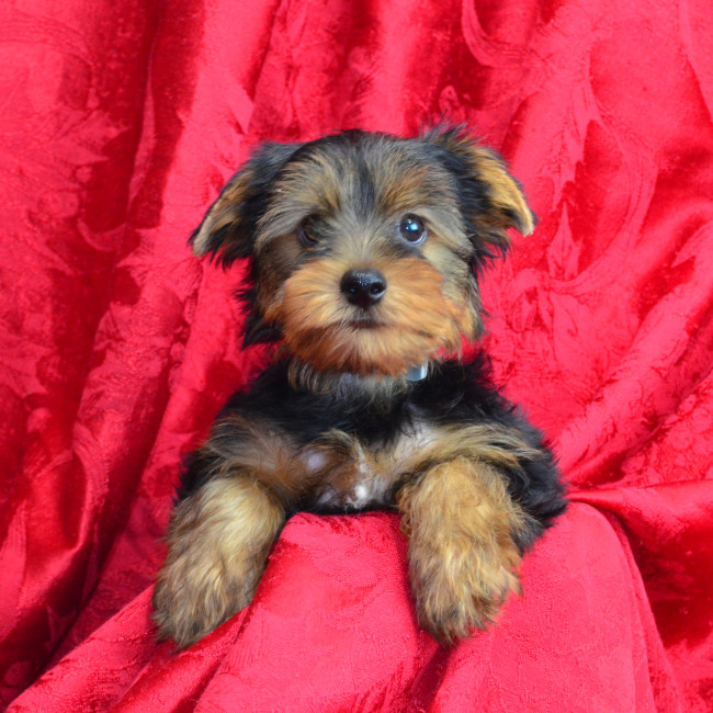 Chase male yorkie