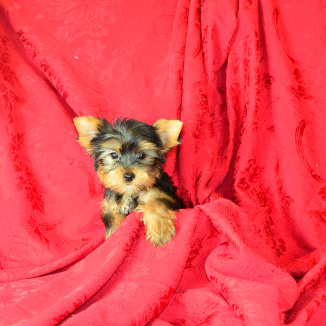 Thumbnail [100%x225]