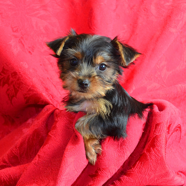 Melody female yorkie