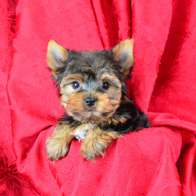 Rosie (teacup) female yorkie