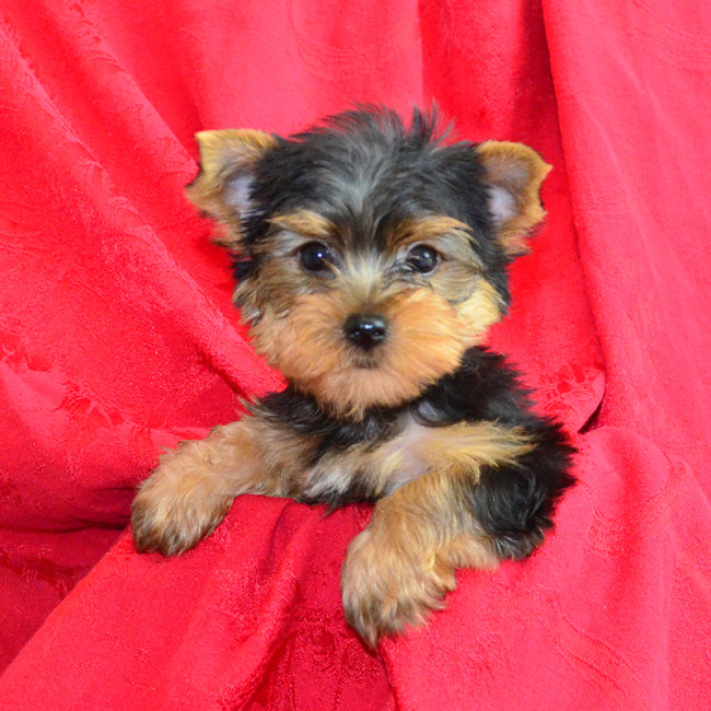 Vinnie male yorkie