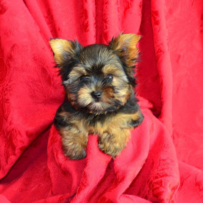 Arturo male yorkie