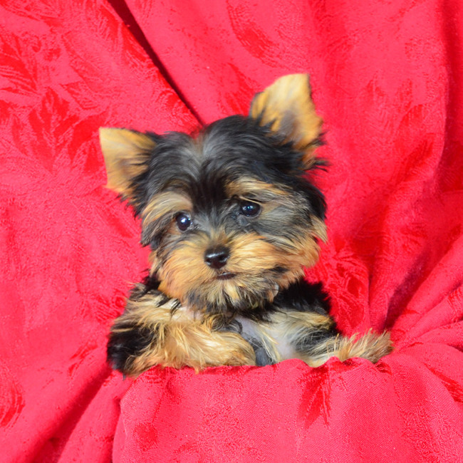 Dixon male yorkie