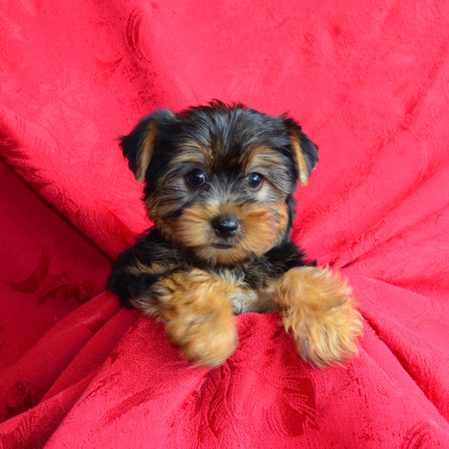 Hilda female yorkie