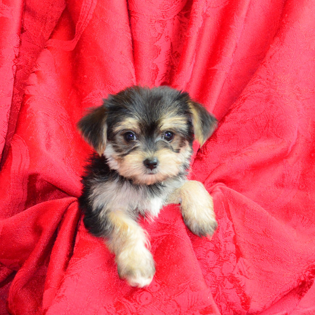 Thumbnail [100%x225]