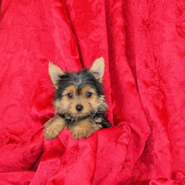 Beauty (Teacup!) female yorkie