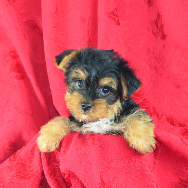 Elsie female yorkie