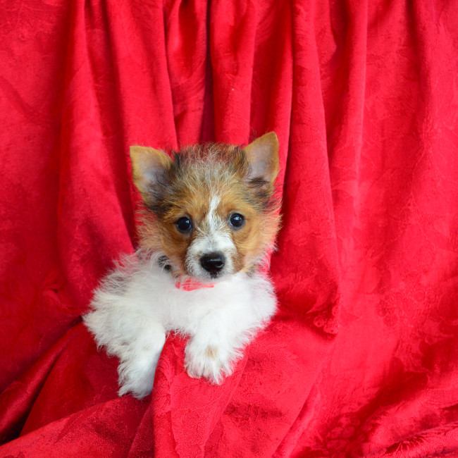 Thumbnail [100%x225]