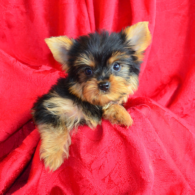 Cobbler male yorkie