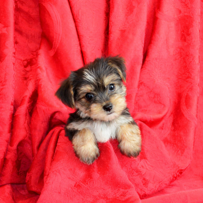 Thumbnail [100%x225]