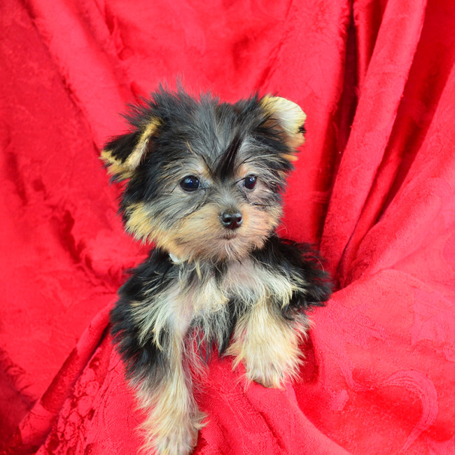 Cash male yorkie