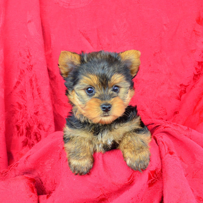 Tanzi female yorkie