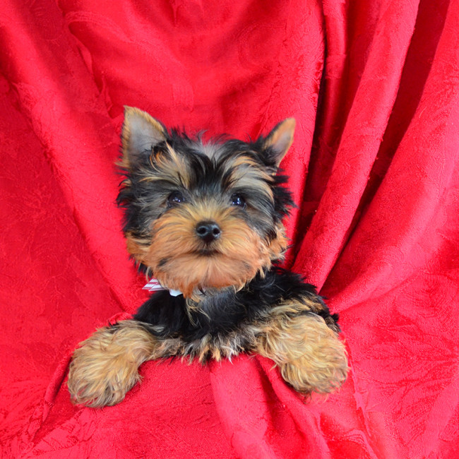 Beau male yorkie