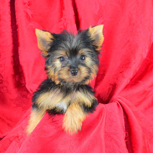 Fideaux male yorkie