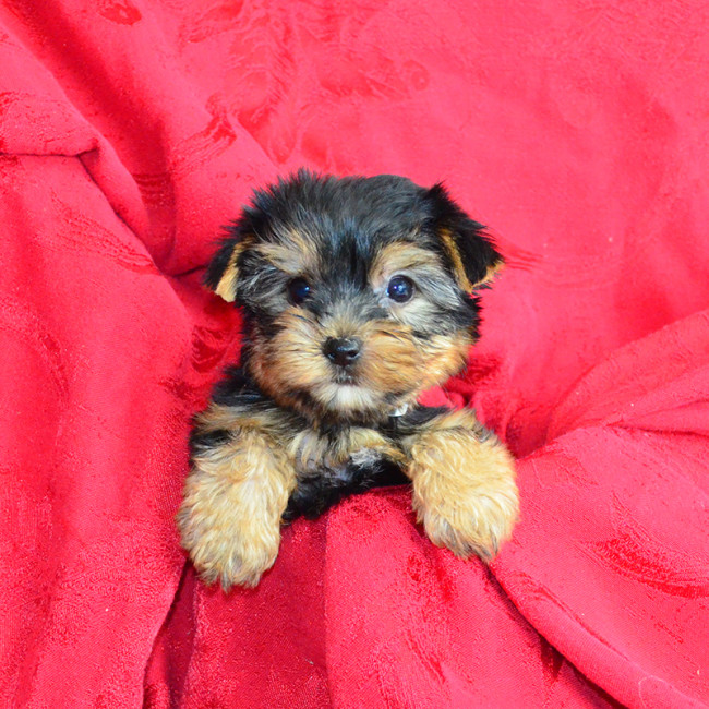 Flossie (teacup) female yorkie