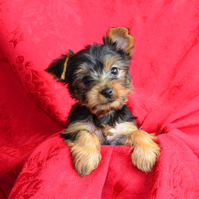 Magoo male yorkie