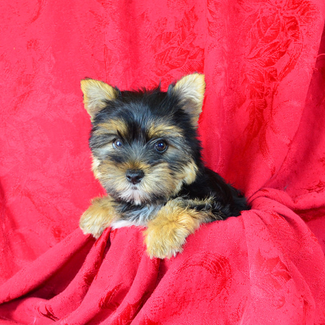 Petunia female yorkie