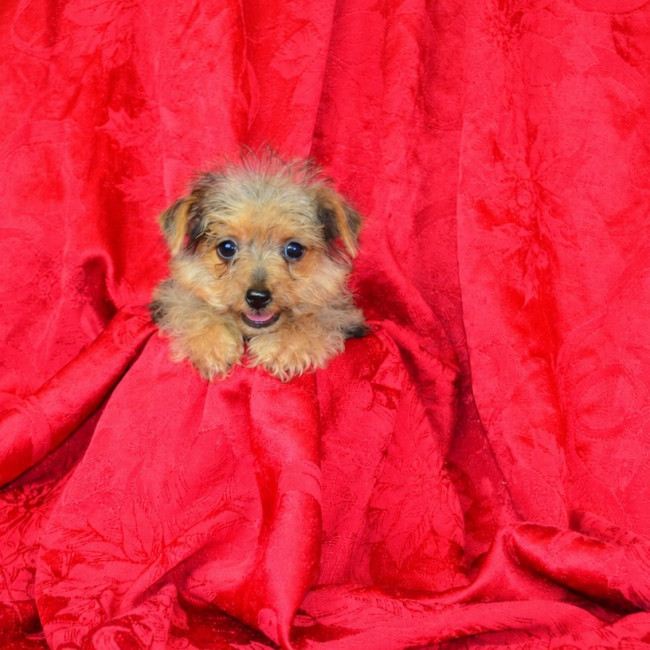 Belle (Teacup!) female yorkie