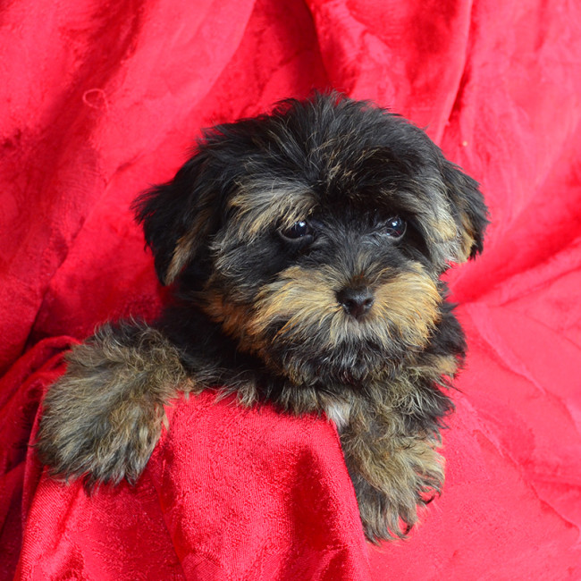Gidget female yorkie