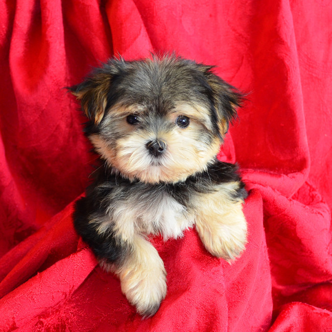 Nitro male morkie