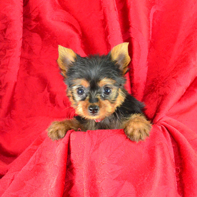 Wally male yorkie