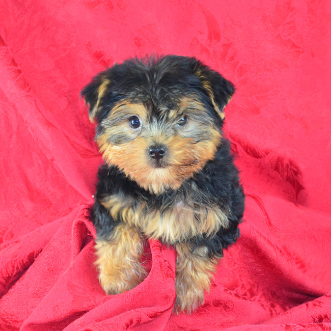 Thumbnail [100%x225]