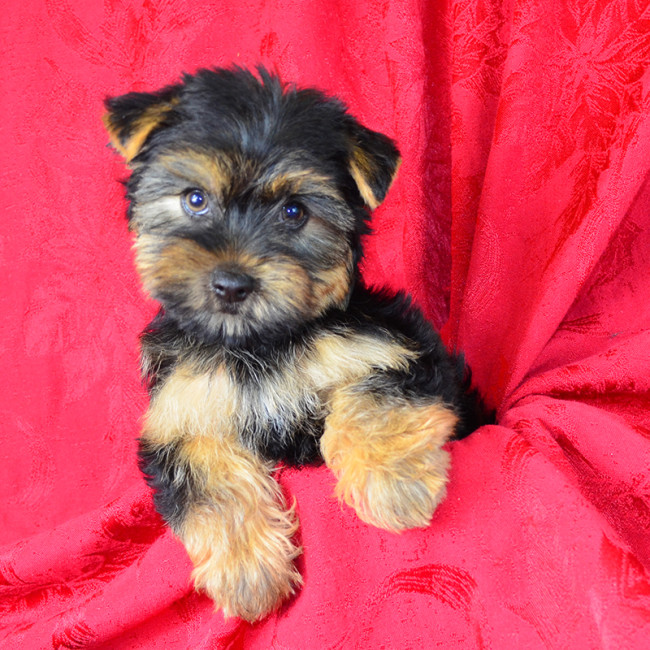 Porter male yorkie