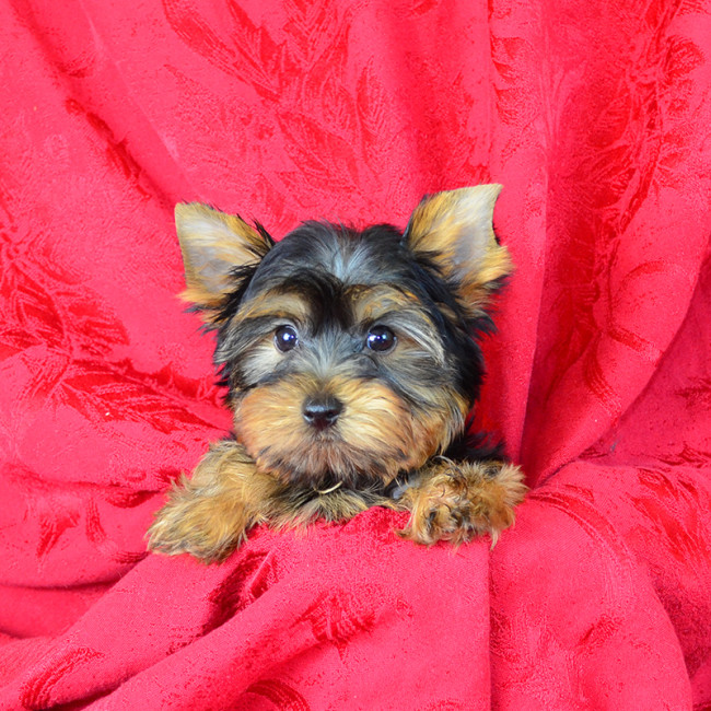 Dilly male yorkie