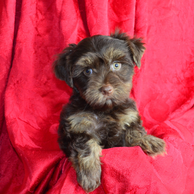 Harmony female yorkie