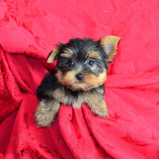 Annie female yorkie