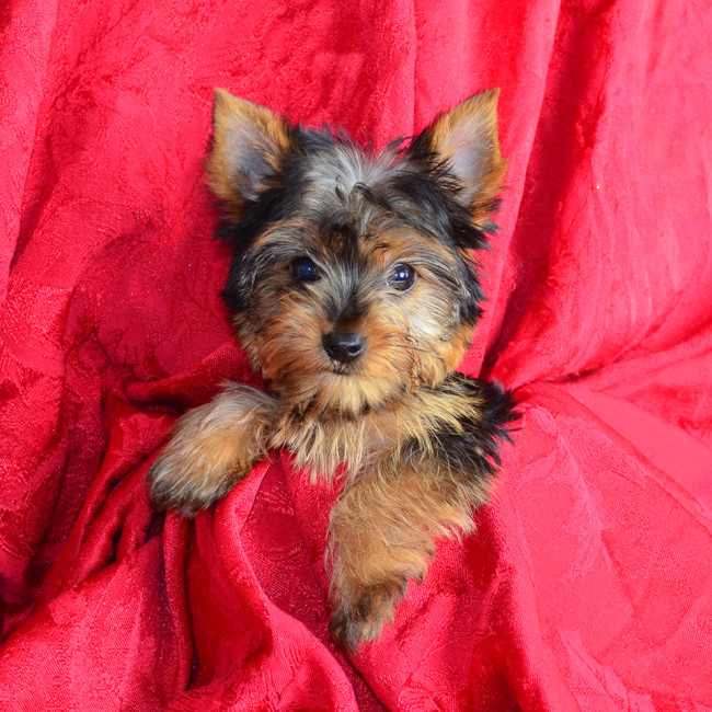 Princess TEACUP female yorkie