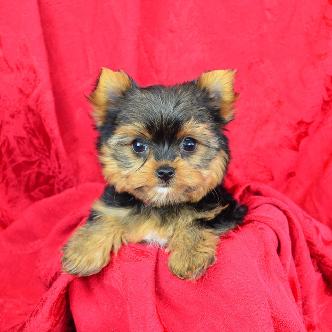 Hazel female yorkie