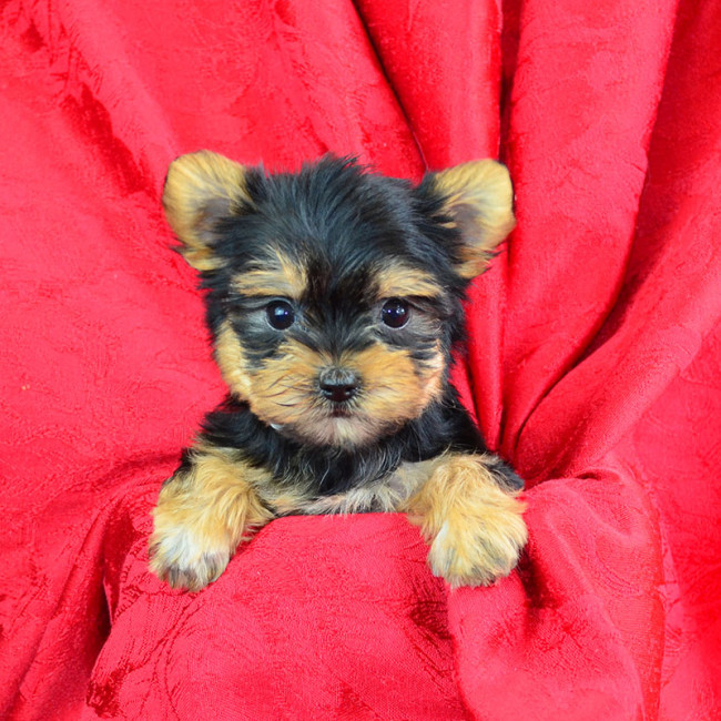 Junebug female yorkie