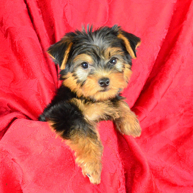 Jet male yorkie