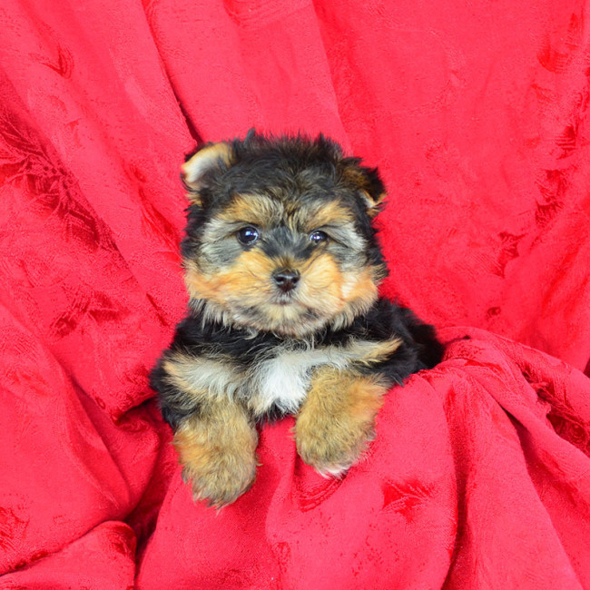 Jasper male yorkie
