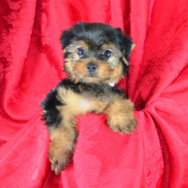 Noodles male yorkie