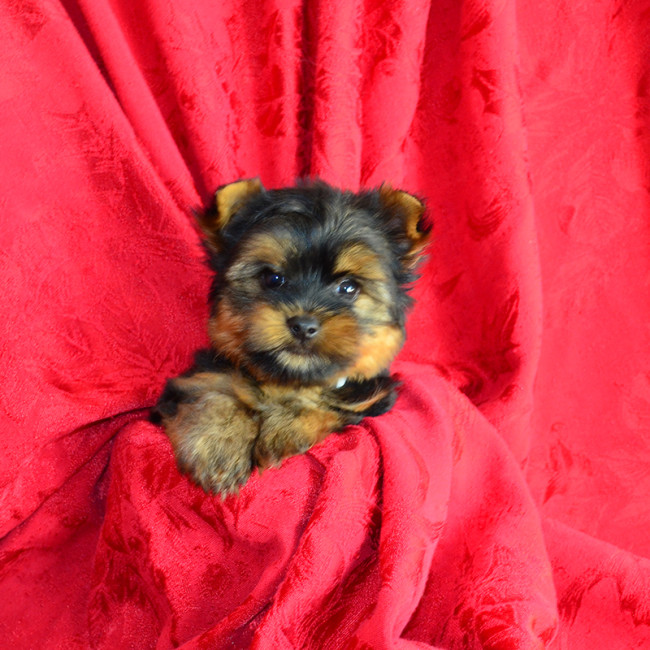 Ripley male yorkie